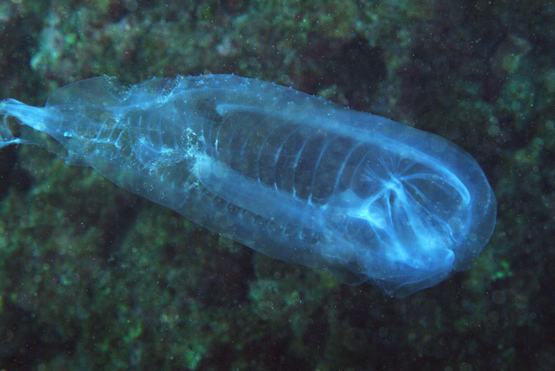 Thalia sp.??